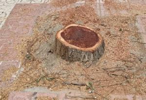 Uno de los árboles talados en la calle Arabial. 