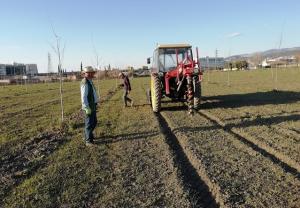 Labores de plantación en la finca La Nocla. 