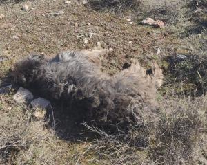 Imagen del perro cuando fue abatido, en 2022.