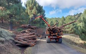 Troncos de pinos eliminados del monte en La Peza. 