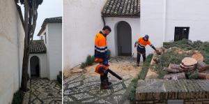 En la imagen de la izq., el ciprés antes de ser talado.