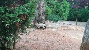 El zorro, de paseo por la Alhambra.