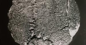 Parte del trozo craneal VM-0, encontrado en 1982 en el yacimiento de Venta Micena y conocido como el Hombre de Orce. 