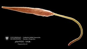 Promastigote de Leishmania infantum, que causa la leishmaniosis.