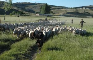 Rebaño de ovejas, en una imagen de archivo. 