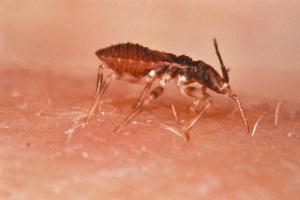 Insecto Ttriatoma infestans, en el momento de picar, uno de los que transmite la enfermedad de Chagas
