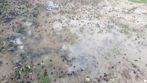 Aceituna en el suelo en un olivar anegado por las borrascas.