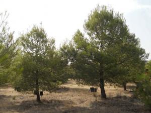 El aclareo consiste en reducir la densidad de árboles para que compitan menos por los recursos.