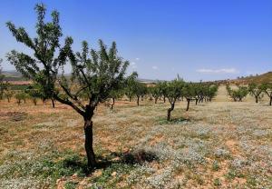Almendros en la zona de Pedro Martínez, otro cultivo en peligro por la sequía. 