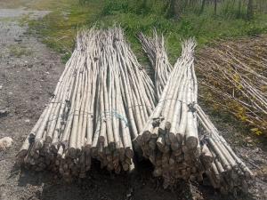 Barbones de chopo extraídos de un vivero para ser plantados y convertidos en árbol.