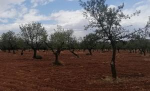 Cultivo de almendros en la comarca de Baza.
