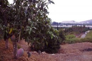 Cultivo de tropicales en la Costa de Granada.