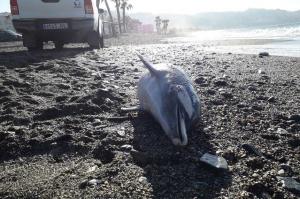 Delfín muerto aparecido en la playa de La Herradura en febrero de 2018. 