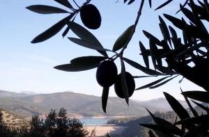 Detalle de un olivo con el pantano de Colomera al fondo. 