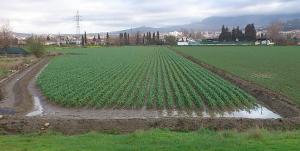 Riego de un cultivo en la Vega. 