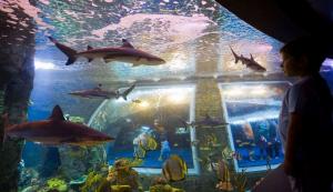 El acuario del Biodomo. 