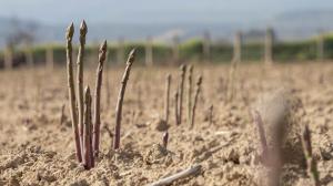 Alrededor de 10 hectáreas de dedican a cultivo de este producto.