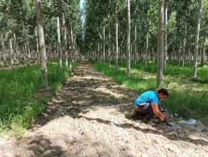 El estudio se ha hecho en una finca del IFAPA.