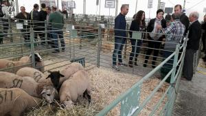 La delegada ha visitado la feria del ganado con la alcaldesa. 