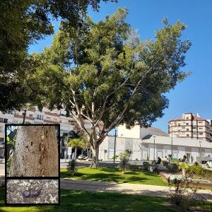 Imagen de uno de los ficus de gran porte de Motril, con imágenes de detalle de la plaga.