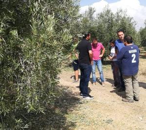 Visita del delegado de Agricultura a un olivar afectado por el granizo.