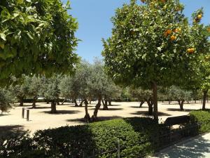 Naranjos en el bulevar Carlos V del Zaidín, donde también hay olivos.