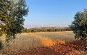 Zona prevista para una de las fotovoltaicas, ya afectada por parques eólicos. 
