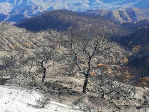 Imagen de los devastadores efectos del incendio de los Guájares. 