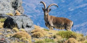 Macho de cabra montés en las cumbres de Sierra Nevada.