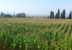 Plantación de maíz en la Vega de Granada. 