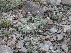 Ejemplares de manzanilla en Sierra Nevada.