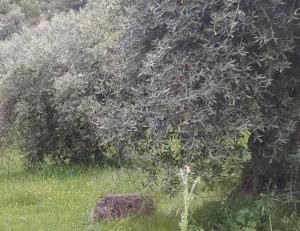 Las lluvias de primavera ayudaron a recuperar parcialmente los olivares, pero el exceso de calor en junio dañó el cuajado y el tamaño del fruto.