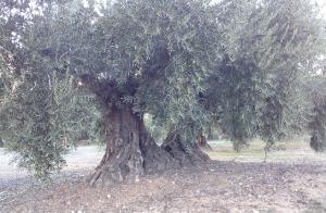 Olivos en Colomera. 