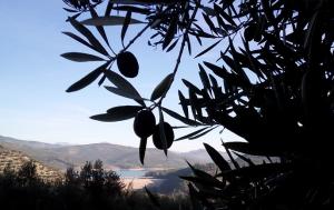 Olivos en Colomera. 