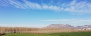 Paisaje de la Vega de Granada, con una hilera de choperas, en una imagen de invierno.