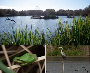 Laguna, ranita meridional y garza en la Charca de Suárez. 