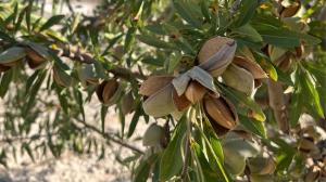 Almendra en Granada.