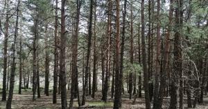 Pinos en la Sierra de Baza. 