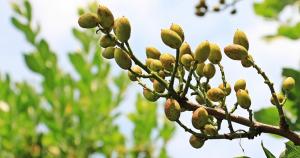 El pistacho se está introduciendo cada vez más en Granada. 