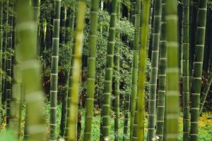 Plantación de bambú.