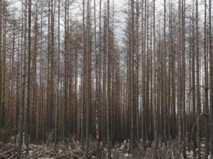 Bosque afectado por un megaincendio, con una alta densidad de coníferas. 