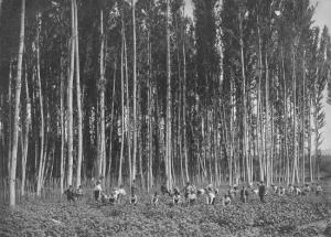 Labores de plantación de remolacha ante una chopera a principios del siglo XX.