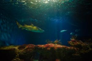 Imagen de un tiburón del Acuario de Almuñécar.