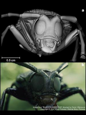 Reconstrucción volumétrica mediante micro-CT (arriba), y el resultado final del trabajo de efectos visuales realizado por la compañía BUF (abajo).