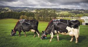 Medición de producción de metano en vacas.