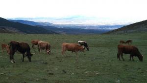 Vacas pastando en el Purche, en Sierra Nevada. 