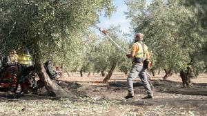 Tareas de vareo en el olivar granadino.