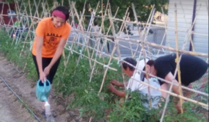Voluntarios cultivan el huerto solidario de Madre Coraje.