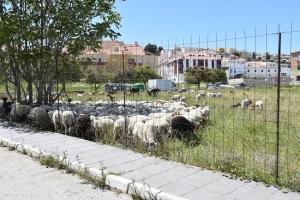 Rebaño de ovejas pastando en el solar, ubicado en zona urbana de Baza. 