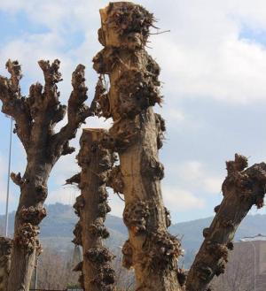 Árboles podados en la capital.